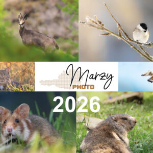 Kalender/Calender A3 2026 (quer/landscape)